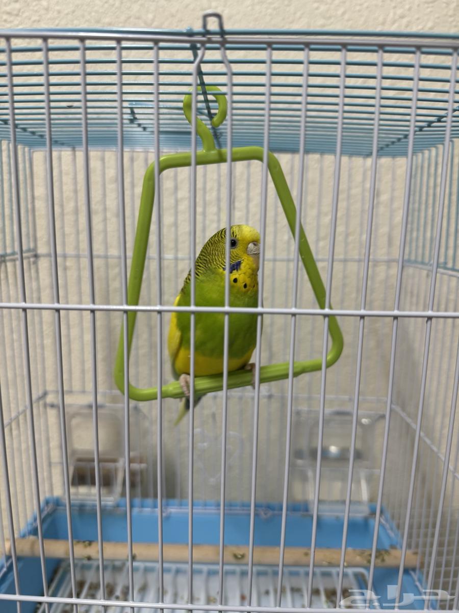 بادجي استرالي ( تم البيع)64587528279170111