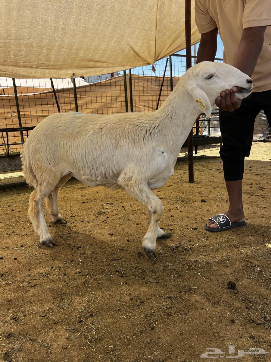 رخال حري للبيع64581402155394113