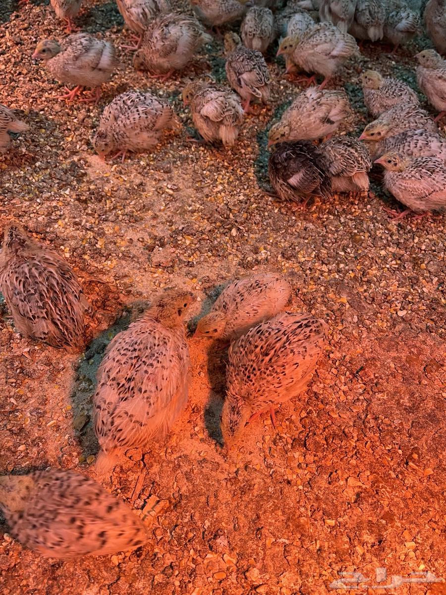 سمان جامبو كريمي64585695822467113