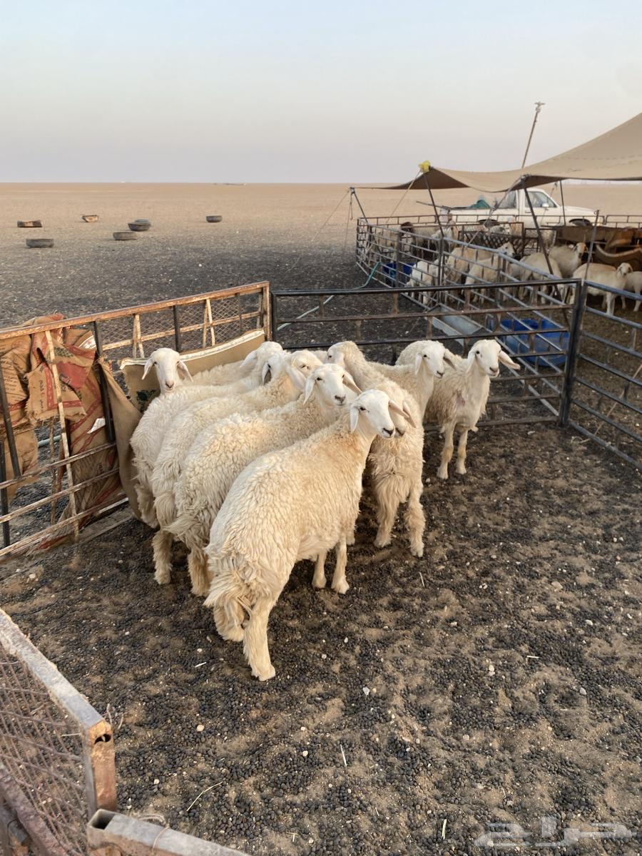 رخال طيبه64585881326723110