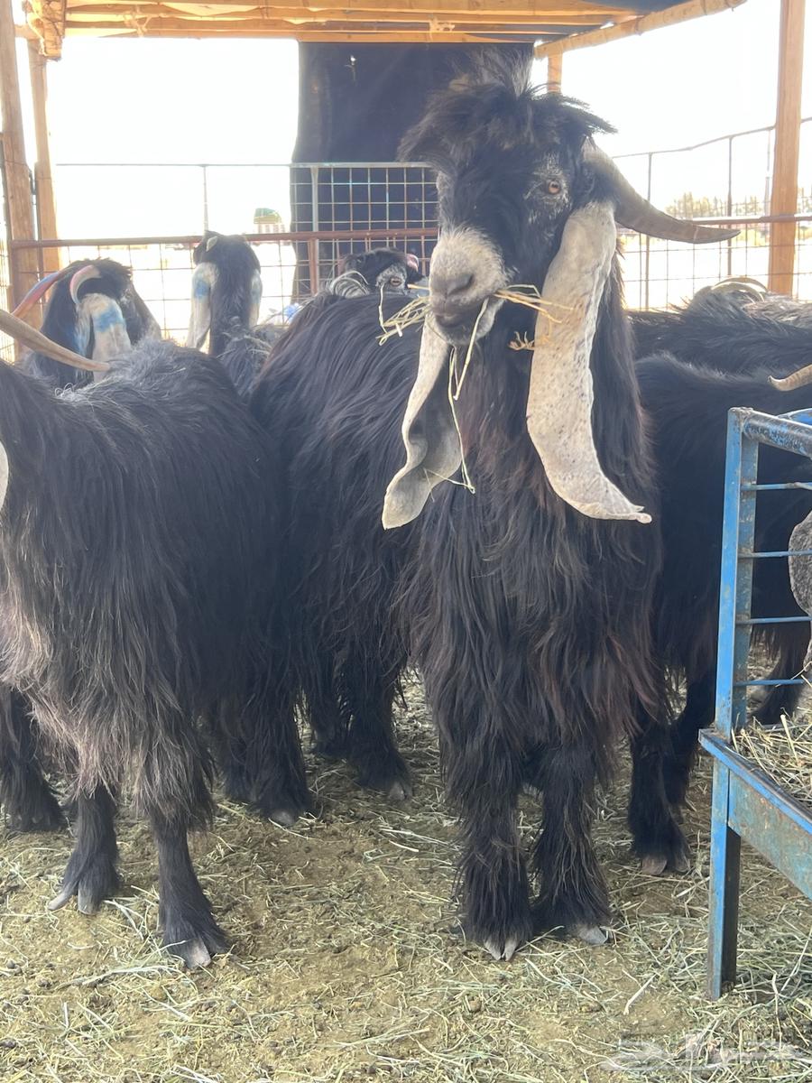 Goat grazing area with does and pregnant females for sale64549599044995112