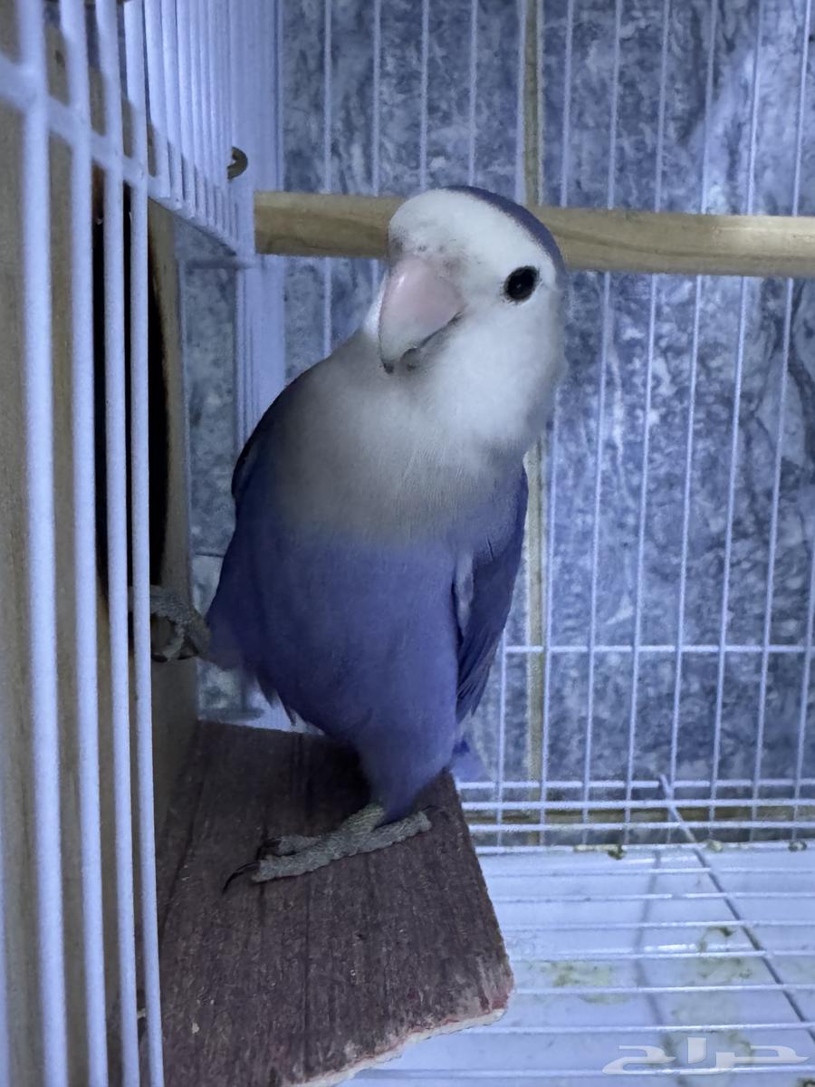 Birds of the Day64586526673923111