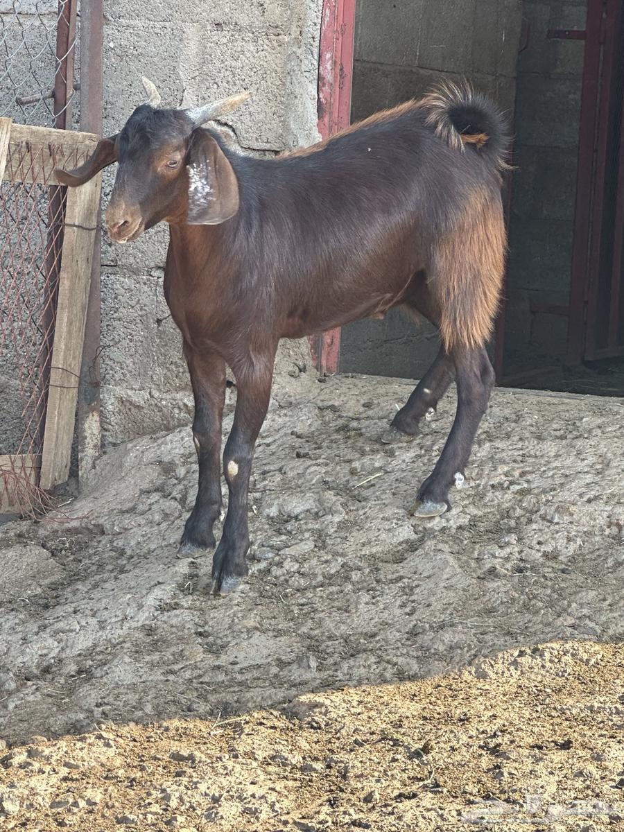 Goat64587391682945113