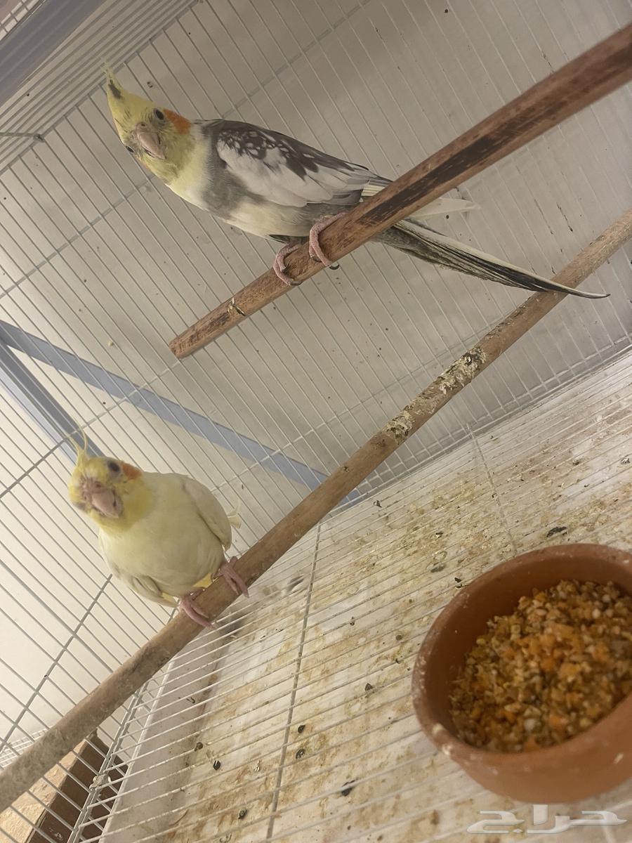 Crown Case64585295406595112