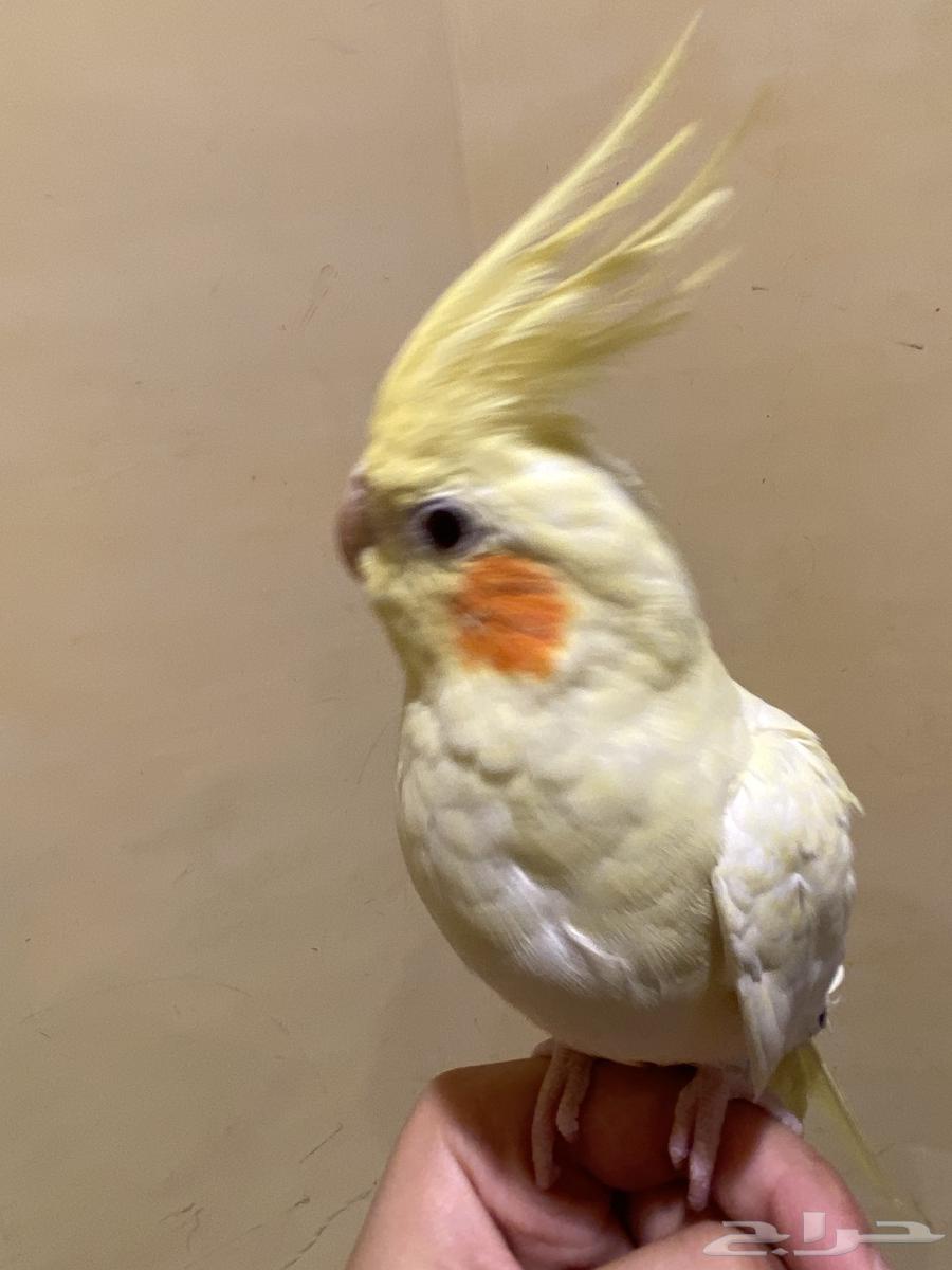 عصفور كروان أنثى أليف64585210628097114