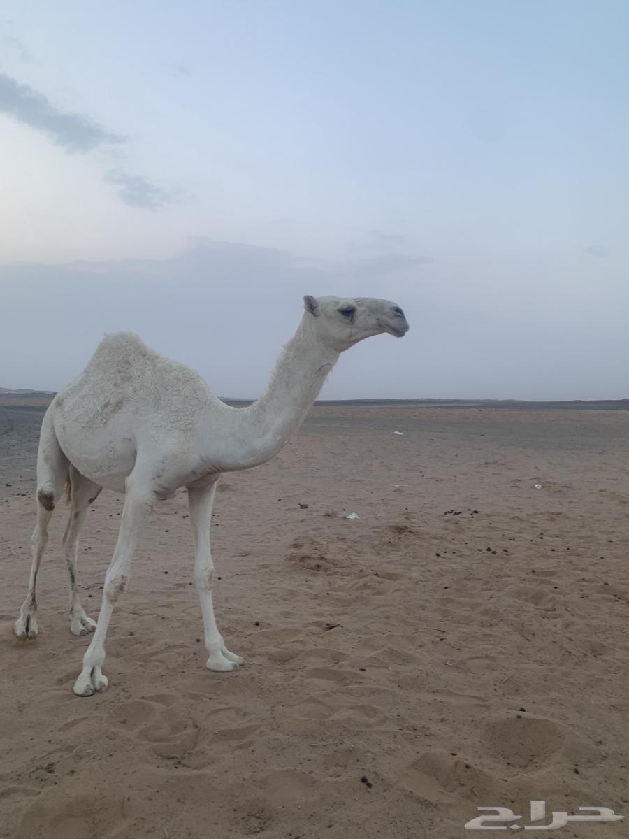 بكره حقه كحيلانية للبيع64585395028483110