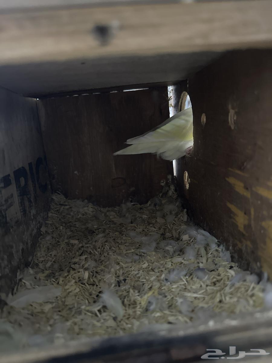 Pistachio product available on condition64581210458370110