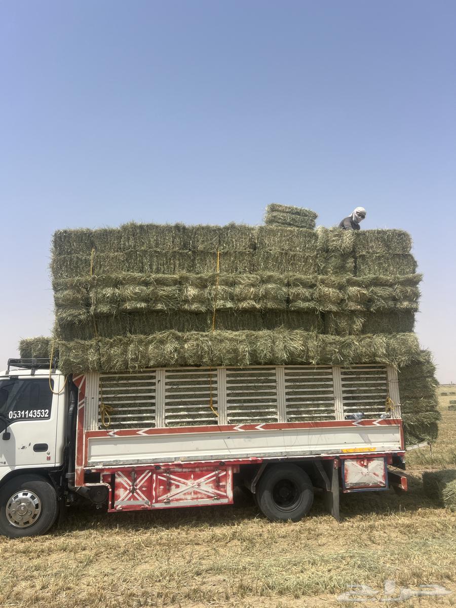 Rice Safi became 9064583625707521114