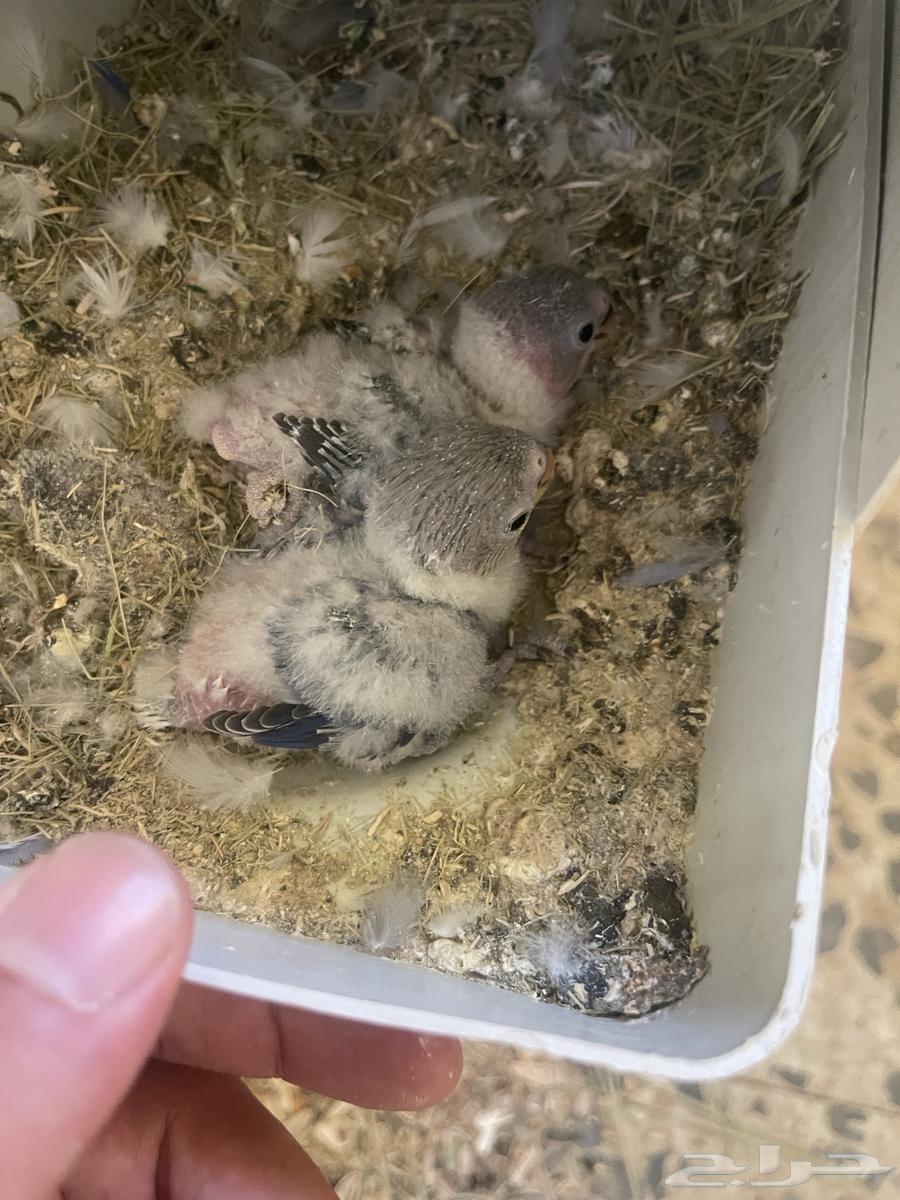 جوز روز منتج64583639889921112