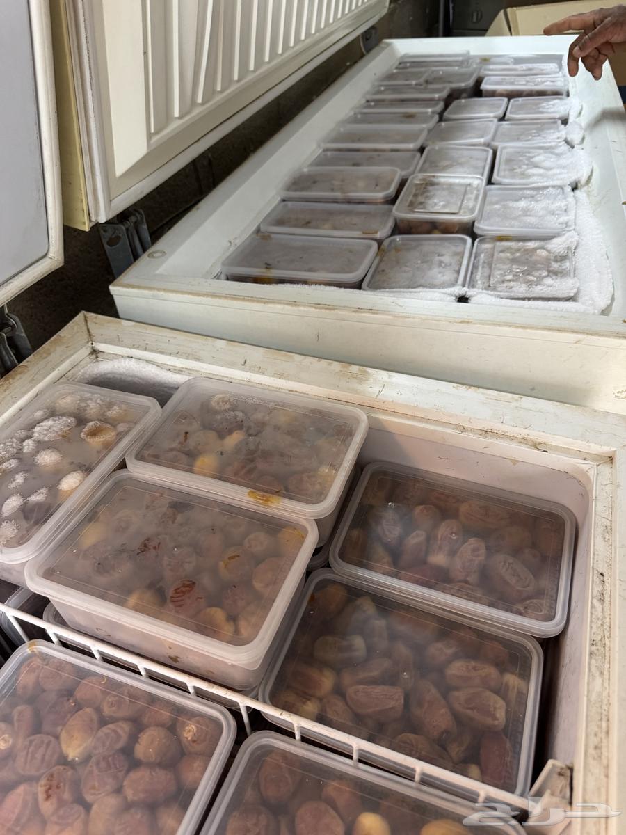 سكري وبرحي انتاج الموسم يوجد توص64590507709441111