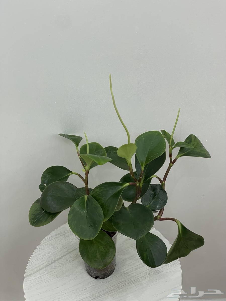 نباتات طبيعية64584305900673110