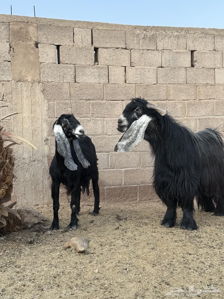 للبيع عنز عارضيه صنففف64584220662529113