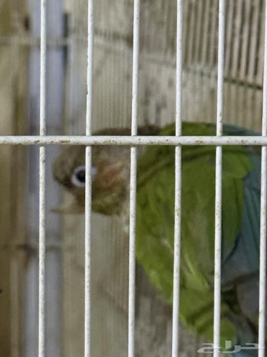 انثى كنيور اناناس منتجة64586626285569113