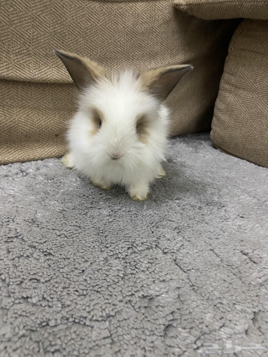 ارنب تيدي بير لوب اليف64547680486785111