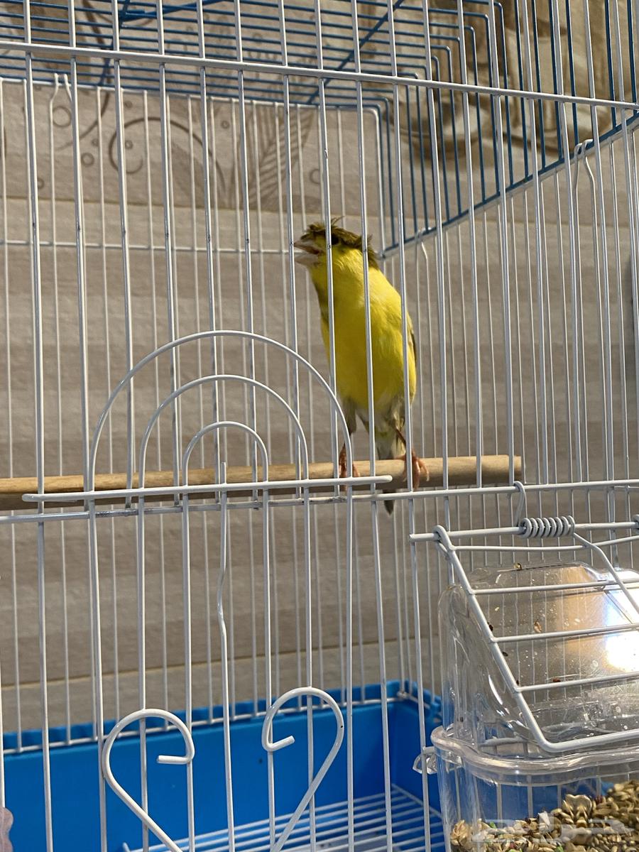 Syrian Canary64584277693697111
