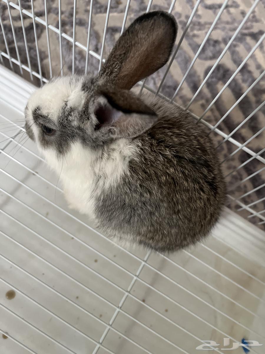 ارنب نادر هولندي64583555394435111