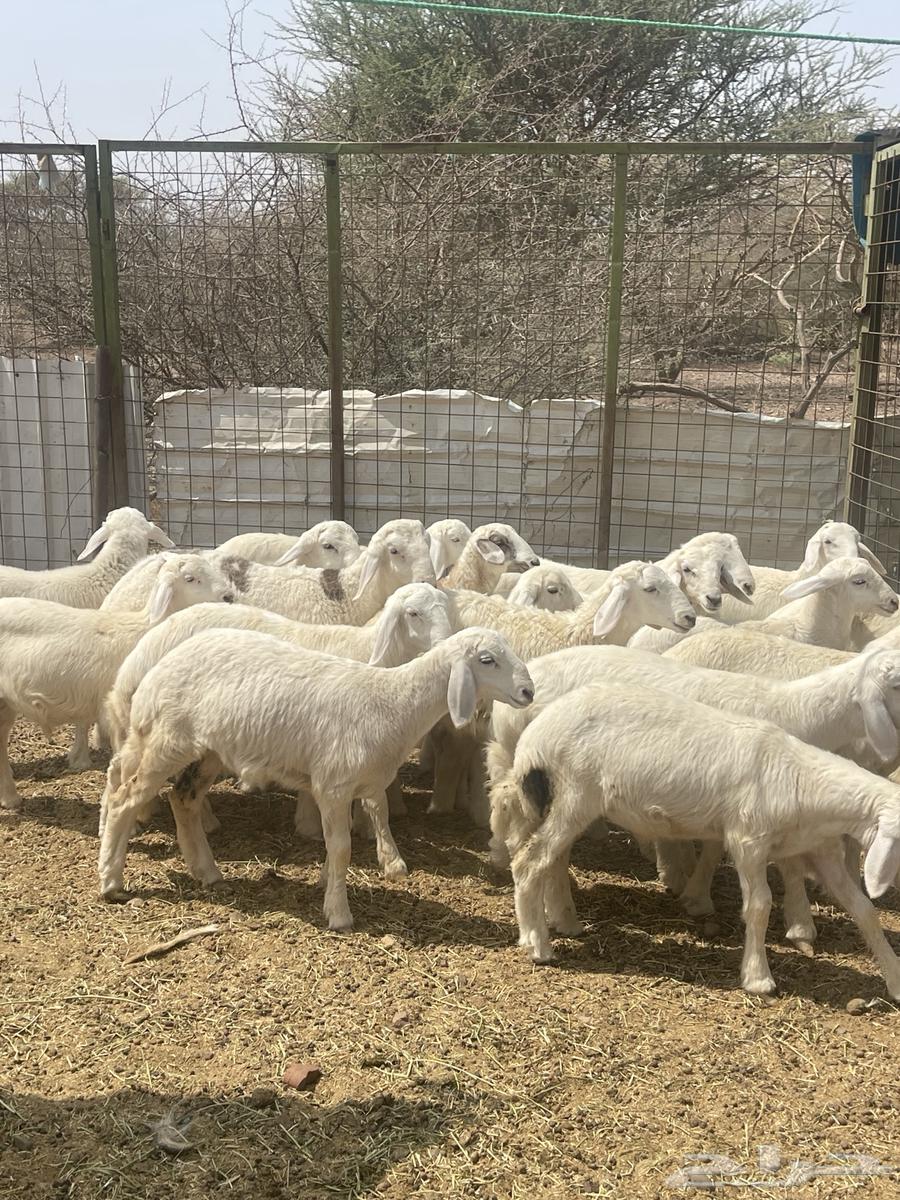 طليان ( تم البيع )64582841090050111