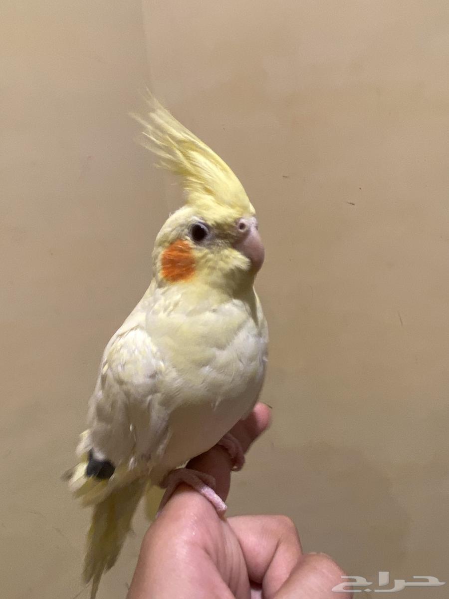 عصفور كروان أنثى أليف64585210628097113