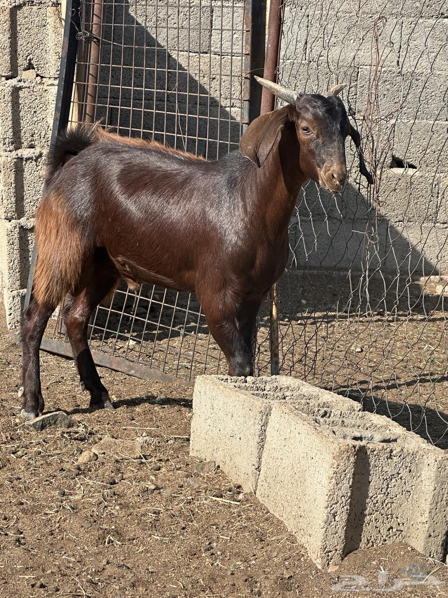 Goat64587391682945110