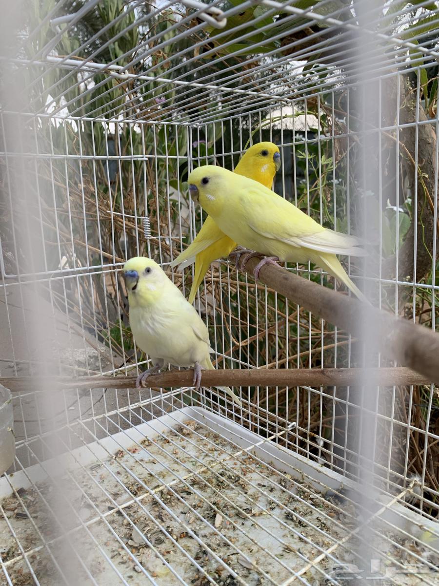 للبيع ذكور طيور حب هولندي منتج64584433024259111