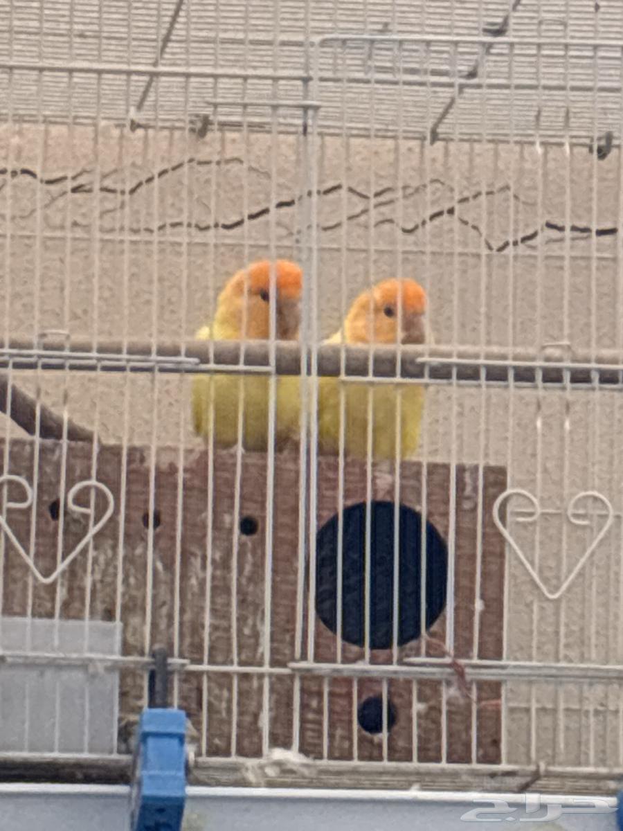 اجواز طيور روز منتجه64582924163329110