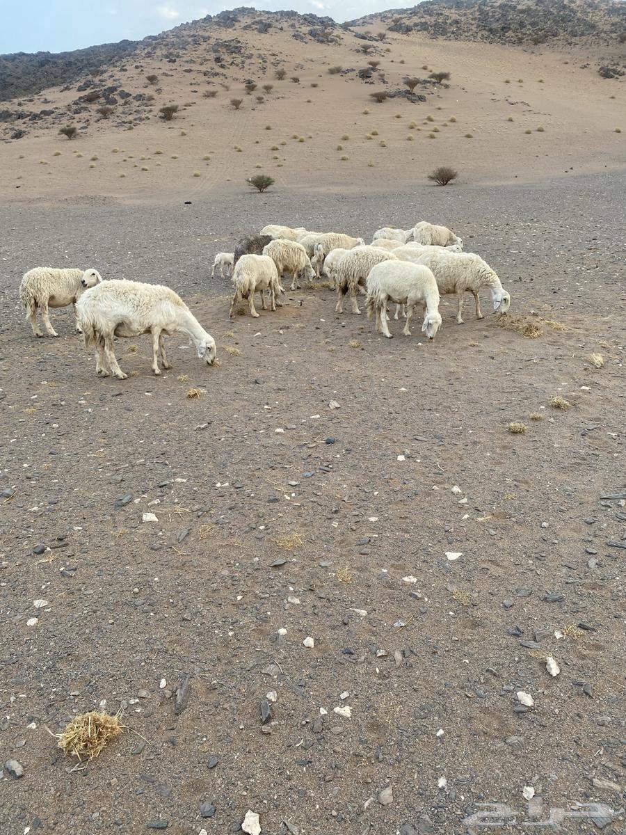 غنم حريات العدد 20 معها 8 غنم بر الموقع الحناكيه64581073147521111