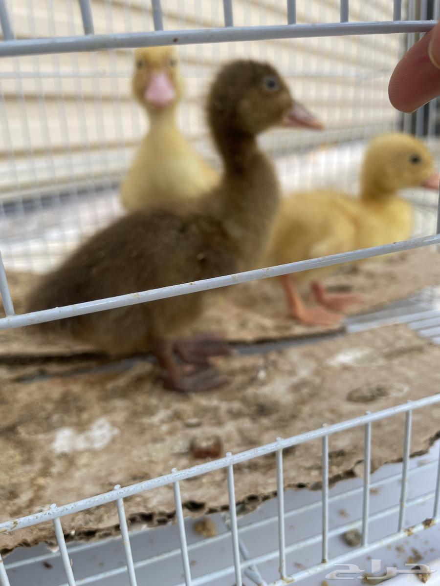 بط للبيع64584701603331111