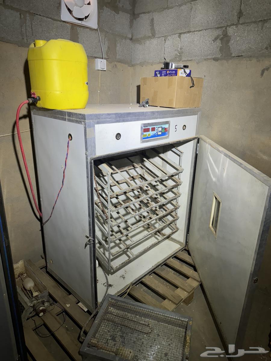 Two electronic incubators and one regular incubator64583179167233110