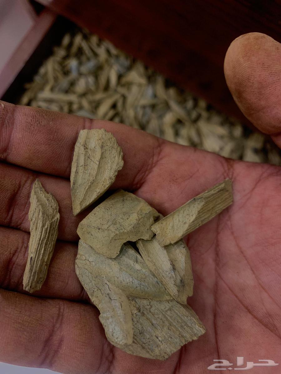 عود دقه كلمنتان ( محسن ) وقيه 9564583485055361110