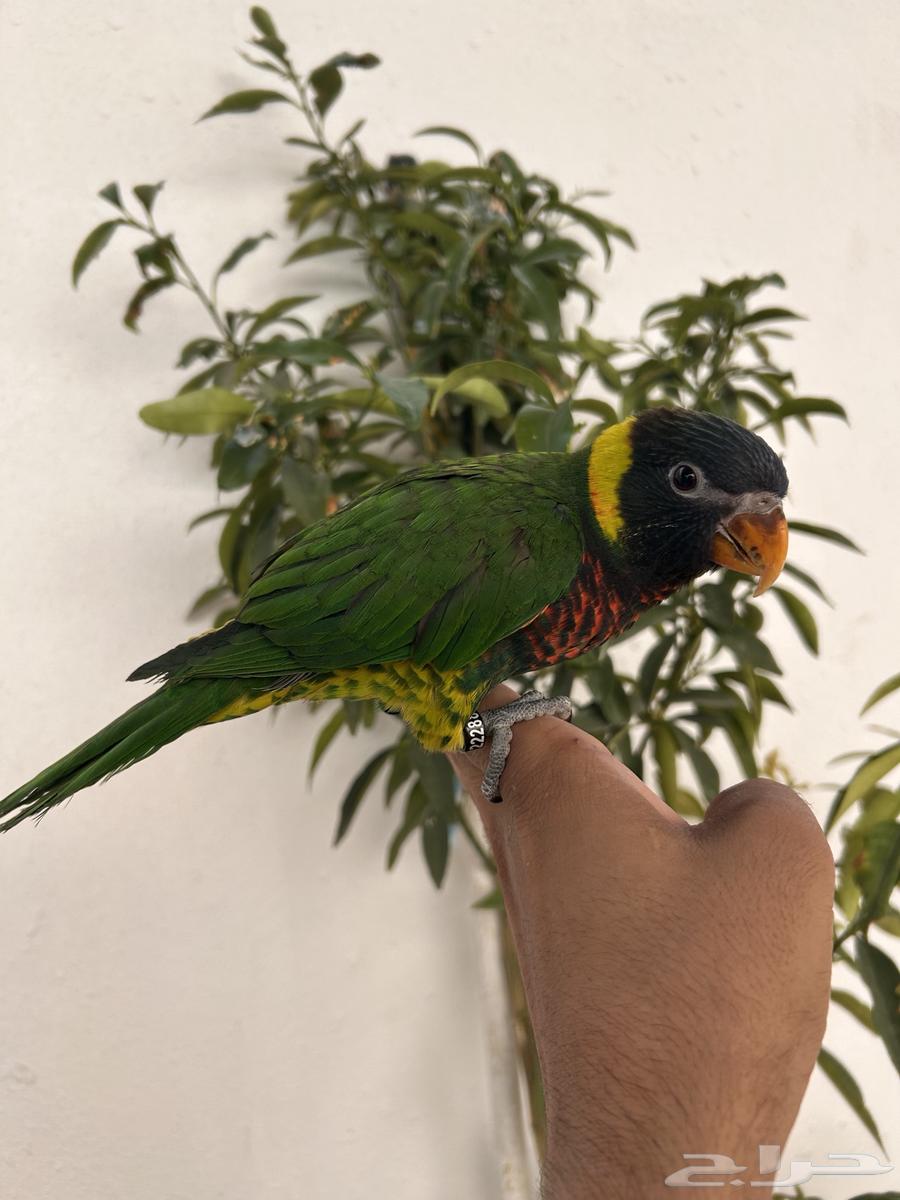 لوري سوانسون اليف و هدد داخلي و خارجي و بدايه كلام64585039206018111