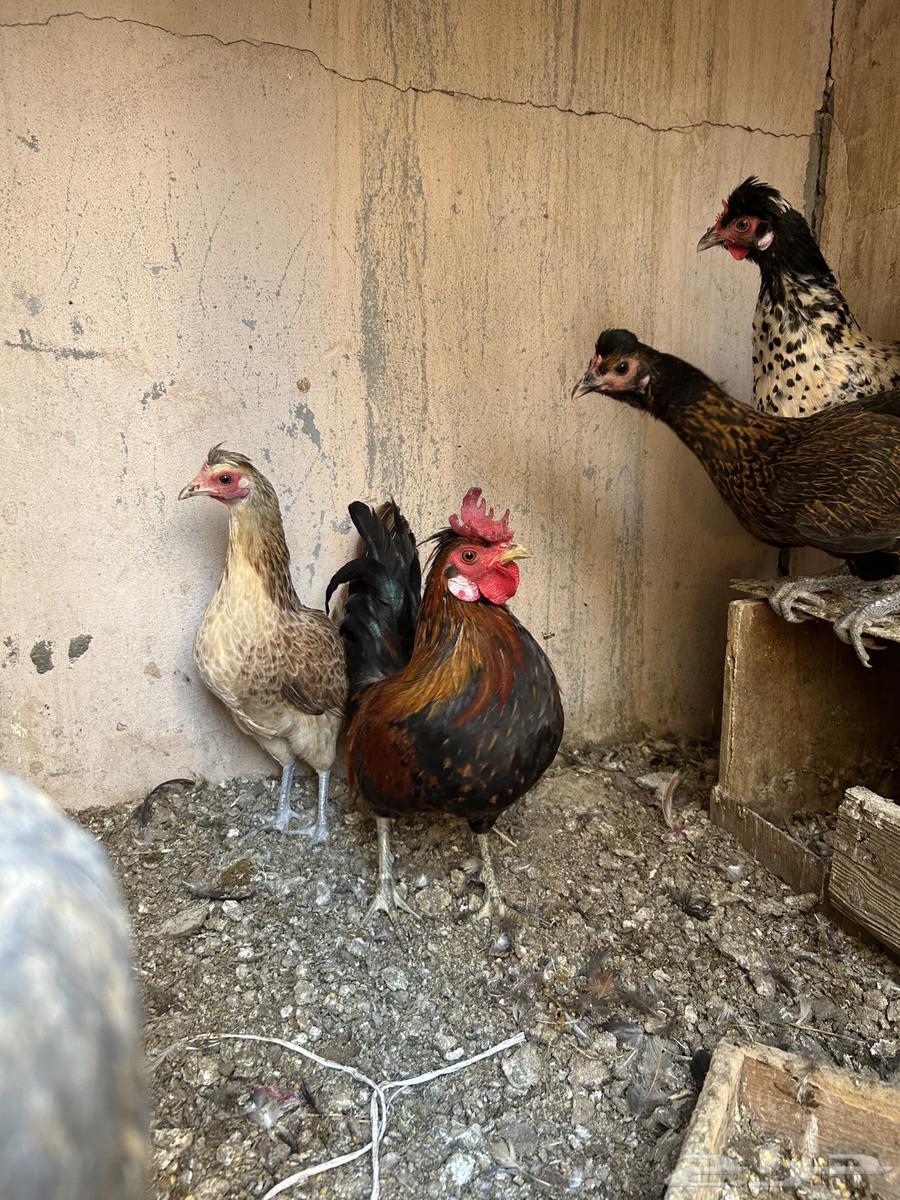 دجاج عربي64581511053953113