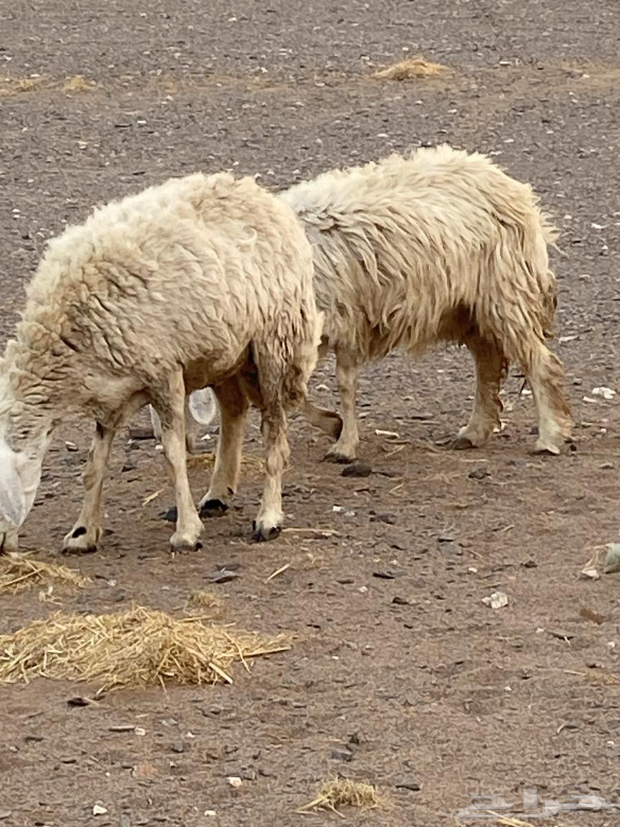 غنم حريات العدد 20 معها 8 غنم بر الموقع الحناكيه64581073147521112