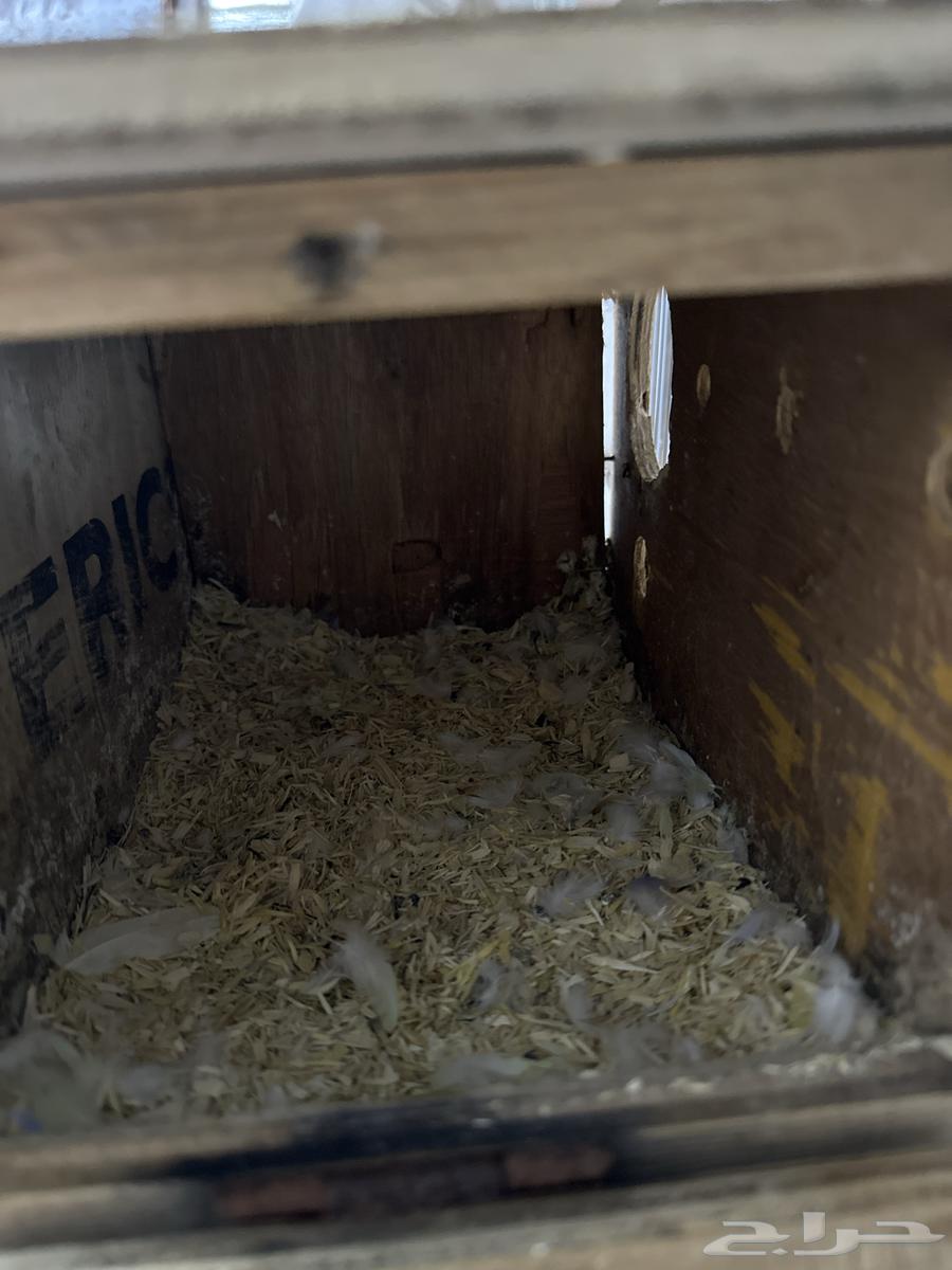 Pistachio product available on condition64581210458370113