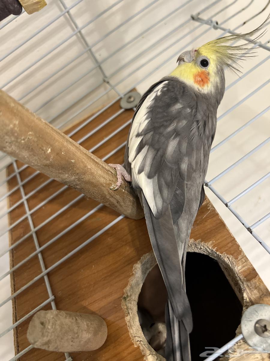 طيور للبيع64582284267907112