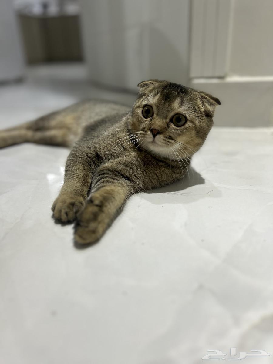 Scottish Fold Cat64579759922817110