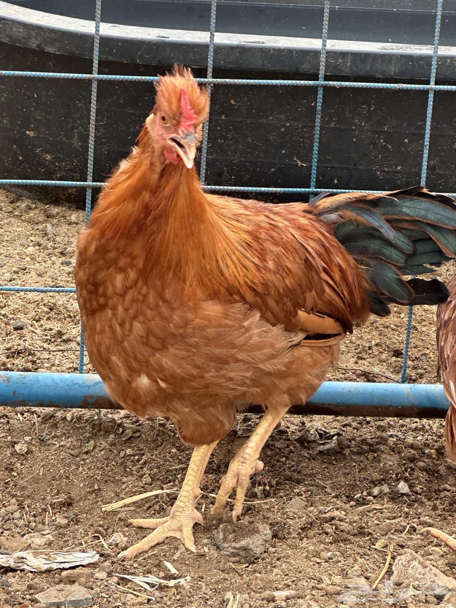 ديوك للبيع براهما -لوهمان - فرنسي64586103070466110