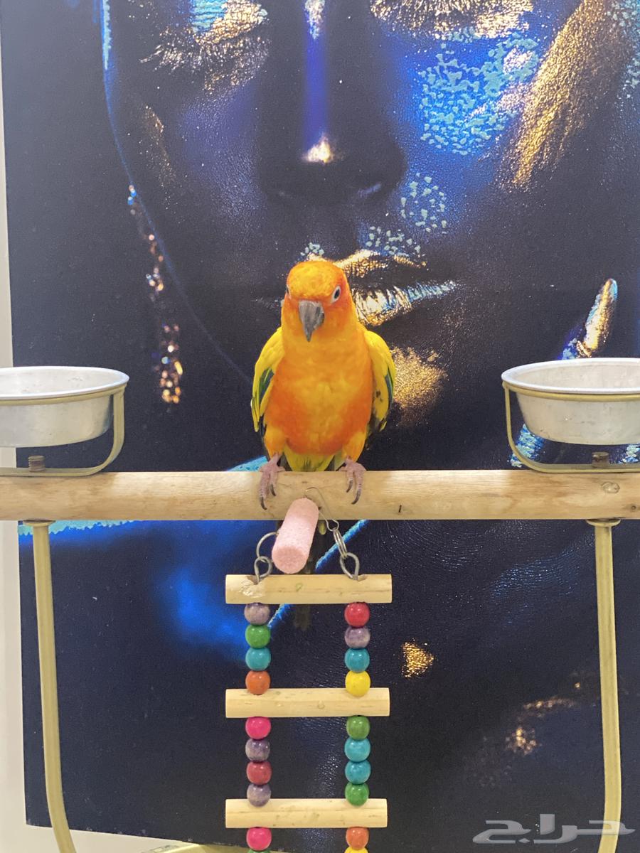 ببغباء كنيور صن64582131911554110