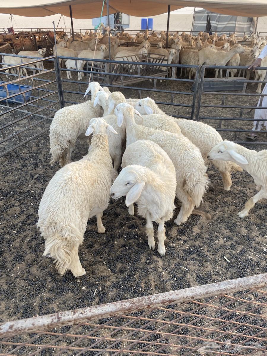 رخال طيبه64585881326723114