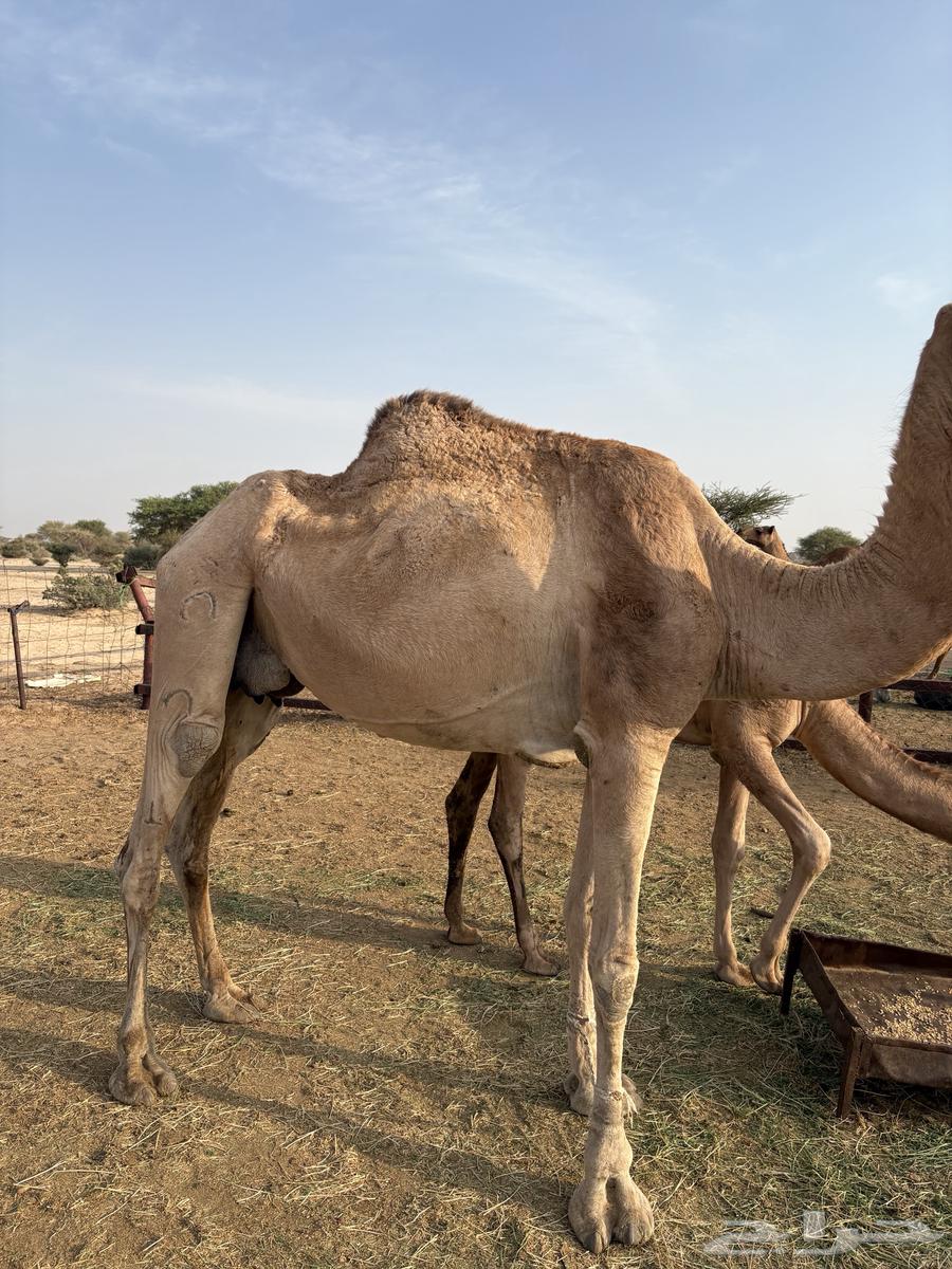 ناقه خلفه تحتهابكره مشروطه من كل ذارب موقعها قياء64581141604994110