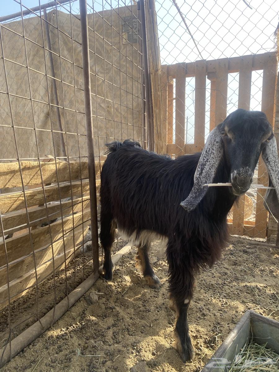 تيوس للبيع64586041652866111