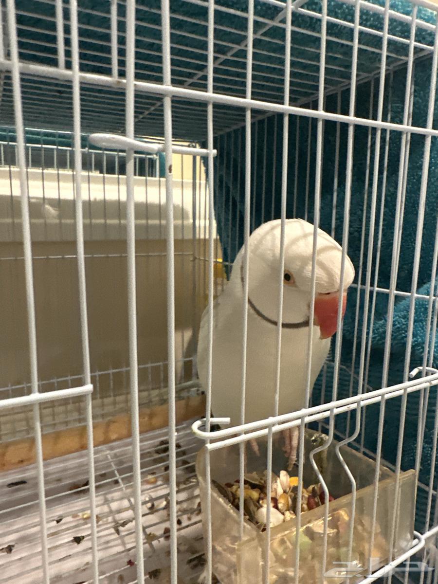 Male Dera Bird, Threatening and Talkative64586936366210110