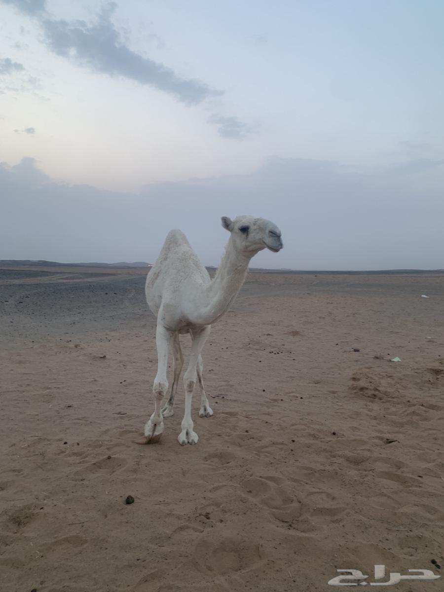 بكره حقه كحيلانية للبيع64585395028483113