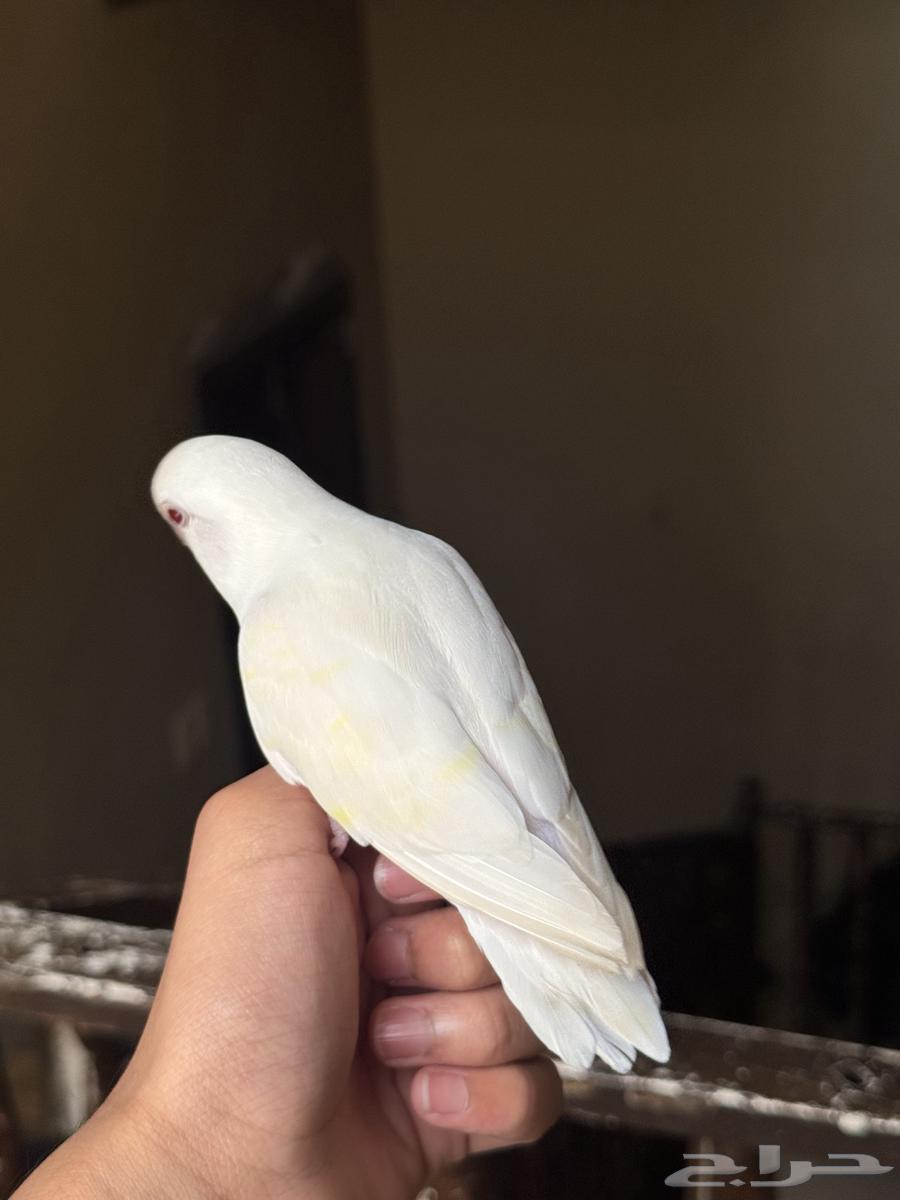 روز البينو64455386720899114