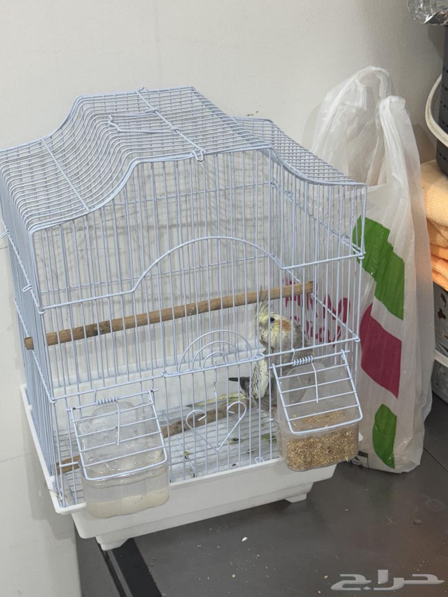 إعلان بيع طير كوكتيل العمر صغير64586787287809111