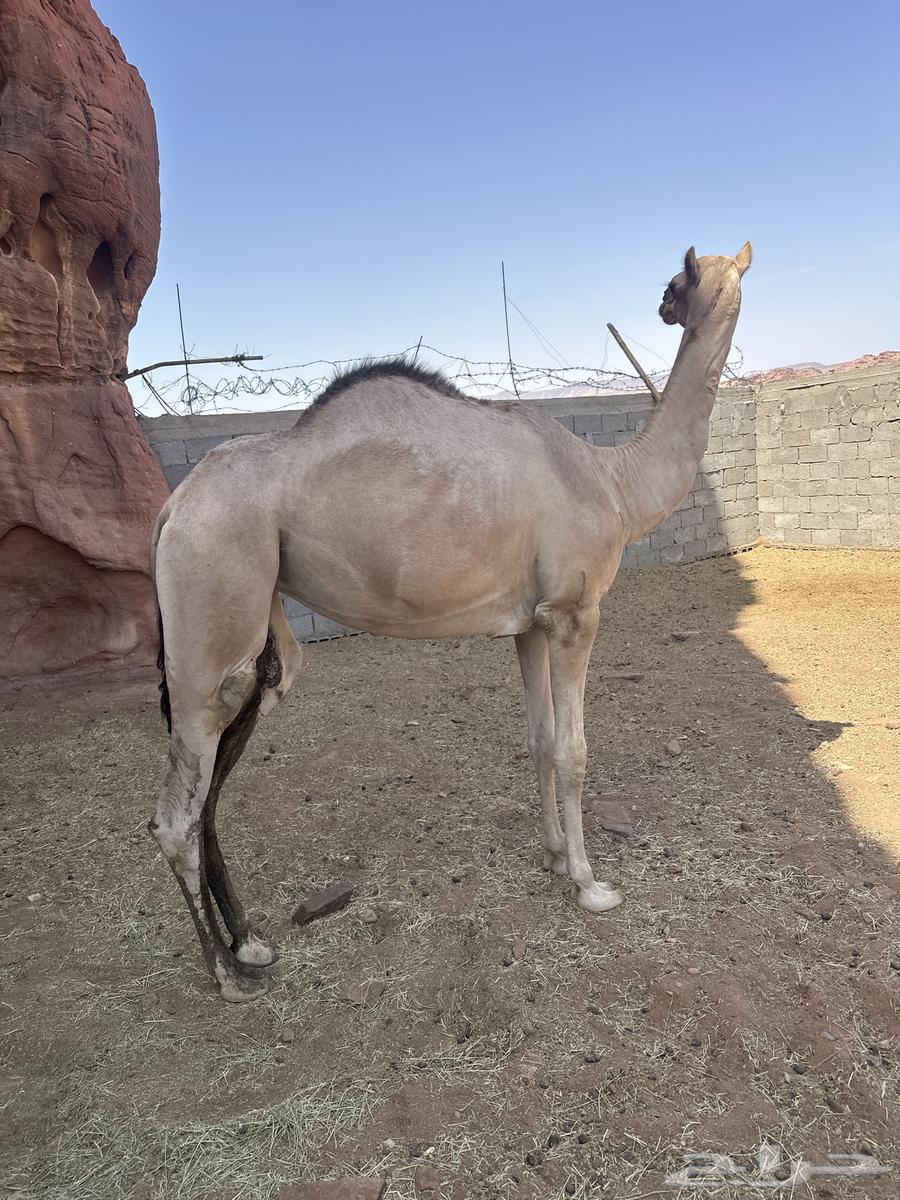 بكرة للبيع64582813157378110