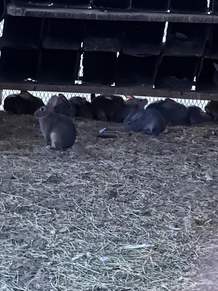 أرانب بلدي64574818652033112