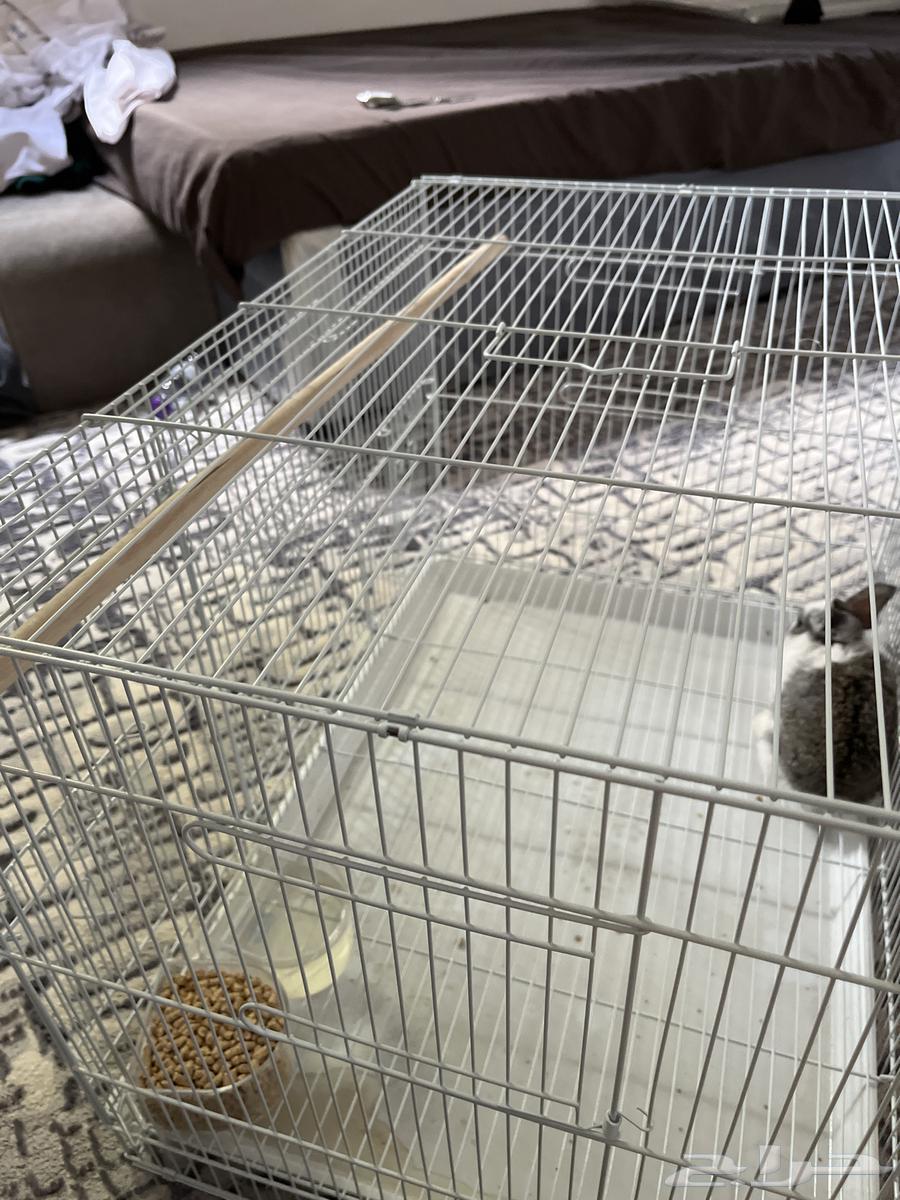 ارنب نادر هولندي64583555394435113