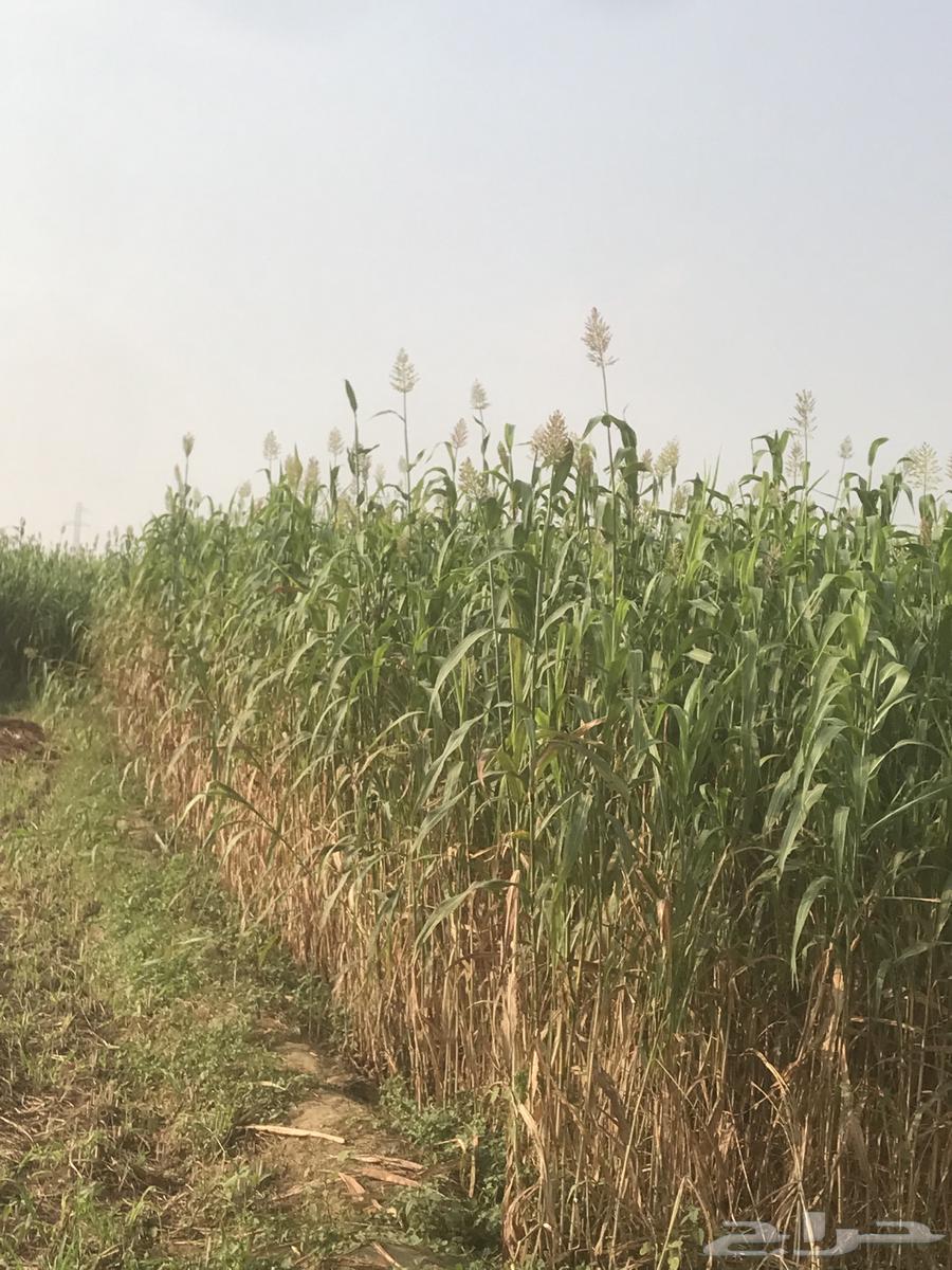 علف للبيع64581183209603111