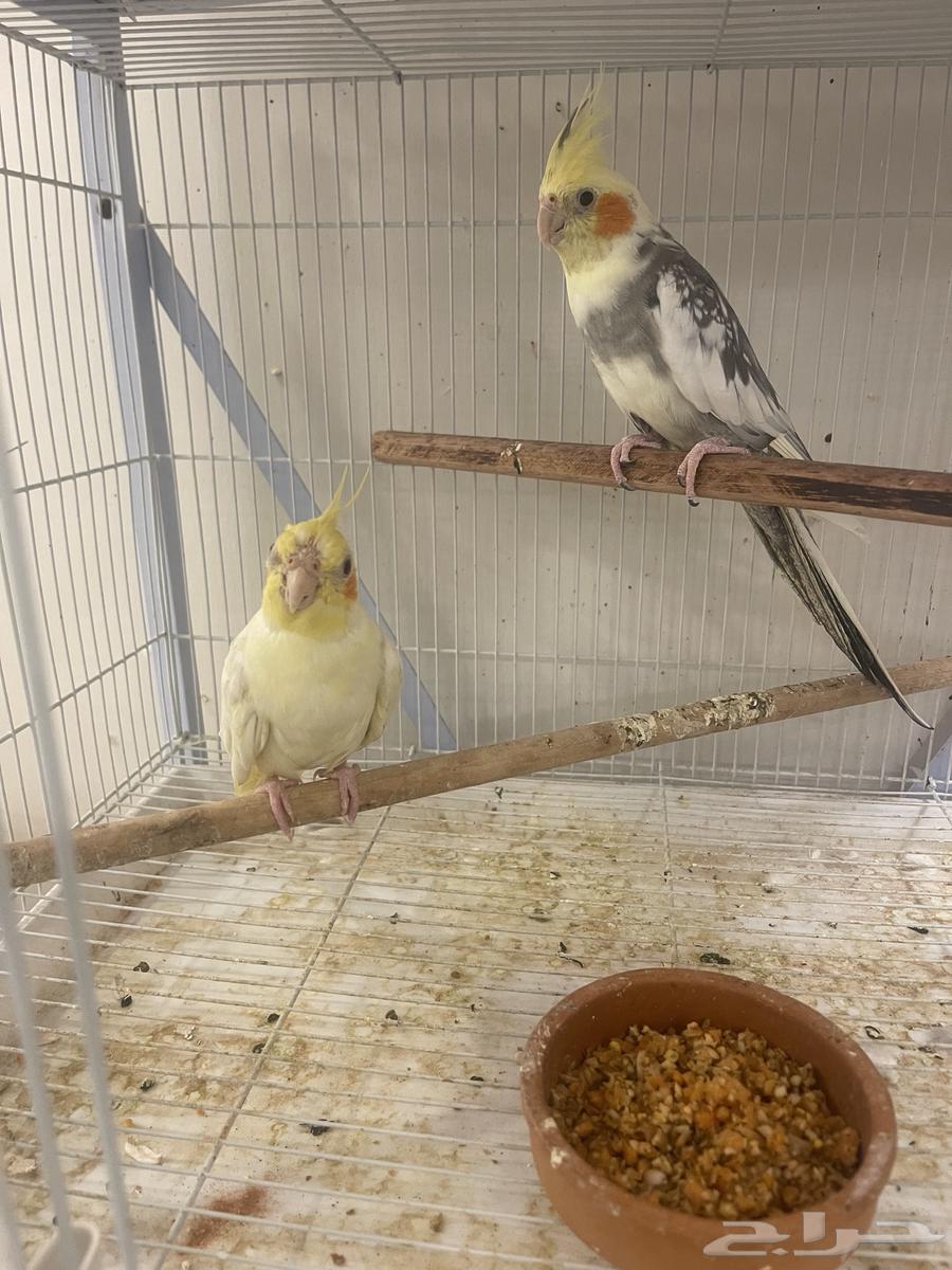 Crown Case64585295406595111