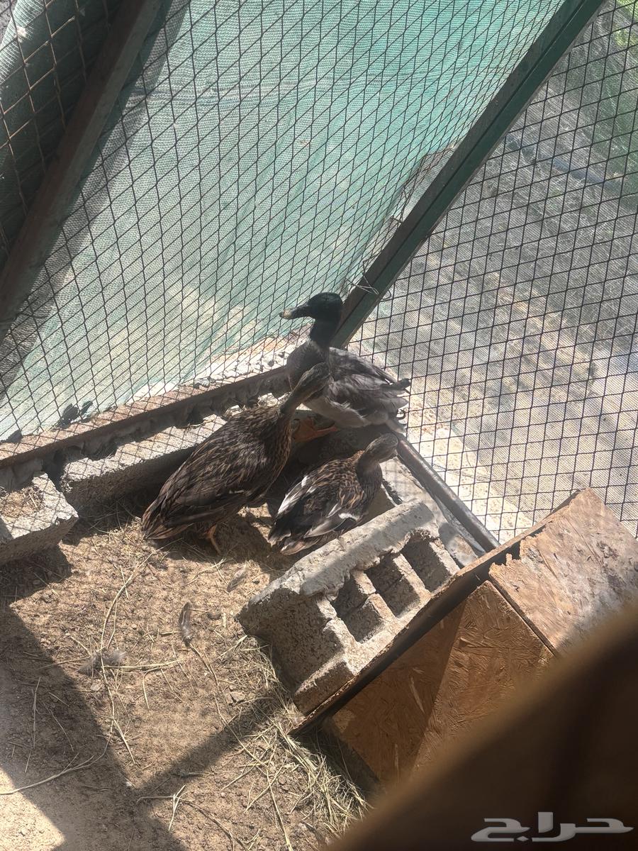 بط الخضيري اصلي64582581282050111